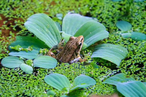 Frogs and toads are on phytoplankton in a pond in North China