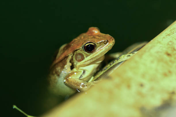 Frog resting on a branch .