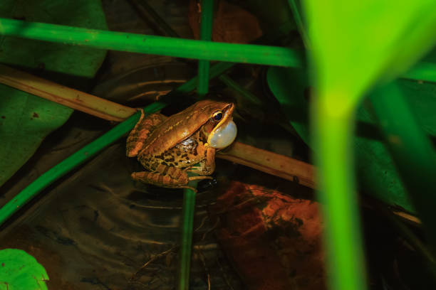 Closeup of the European common brown frog (Rana temporaria).