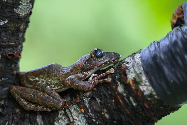 istock Close-up of a Brown Tree Frog on a Branch. 2179732100