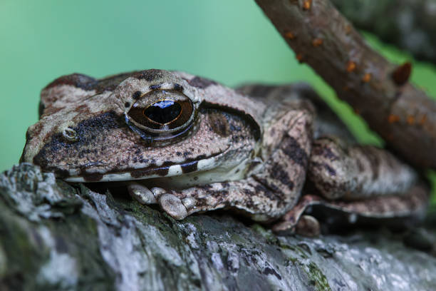 istock Close-up of a Brown Tree Frog on a Branch. 2179732444