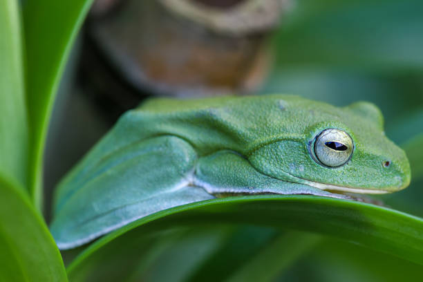 istock Vibrant Green Taipei Tree Frog on a Leaf. 2179732458