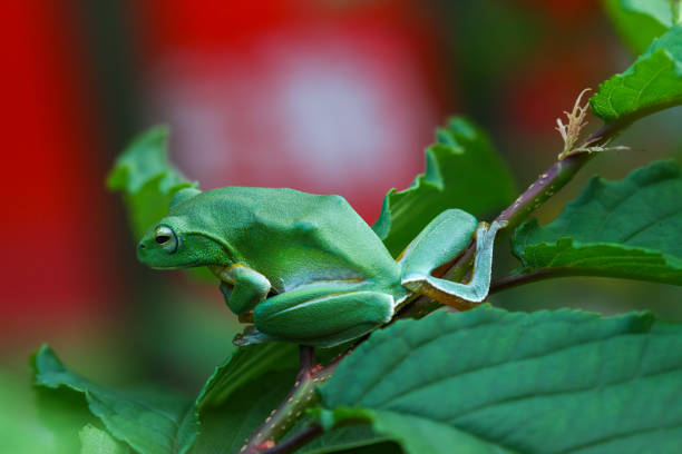 Baby Texas Tree Frog on Elephant Ear
