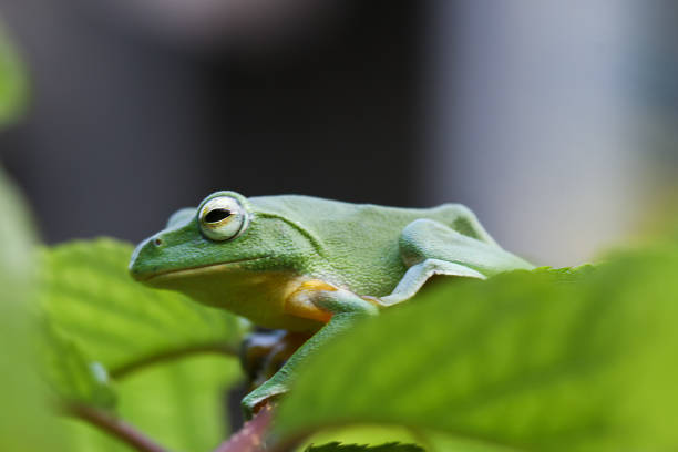 Green Water frog sitting on a lily pad. Closeup of a Green frog in the water. Animal species with a big appearance in Europe and Asia. Green frog in the terrarium, close up of a green frog