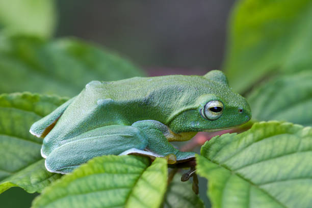 istock Vibrant Green Taipei Tree Frog on a Leaf. 2179732711