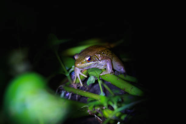 A close-up of an Olive frog with bright red eyes, sitting on a green plant in the darkness. The frog's brown body is camouflaged against the night. New Taipei City, Taiwan.