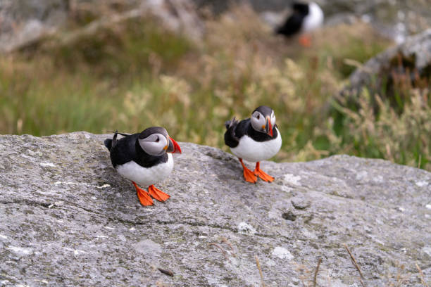 istock Atlantic Puffin in Natural Habitat 2179732771