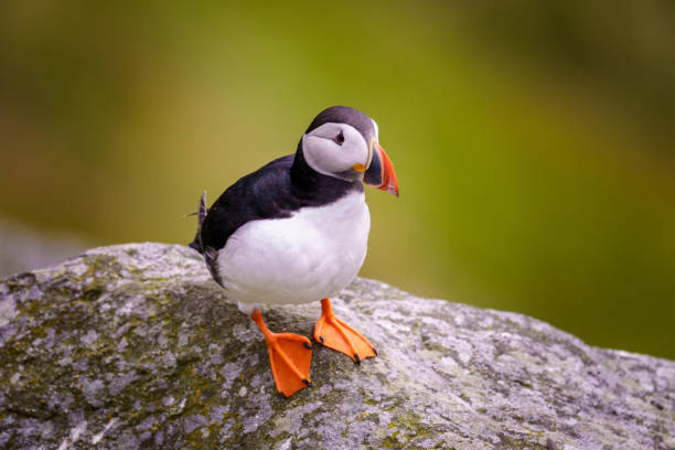 istock Atlantic Puffin in Natural Habitat 2179732800