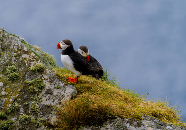 istock Atlantic Puffin in Natural Habitat 2179732876