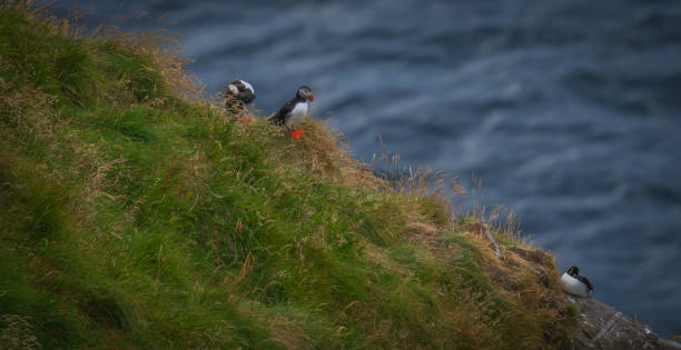 istock Atlantic Puffin in Natural Habitat 2179734779