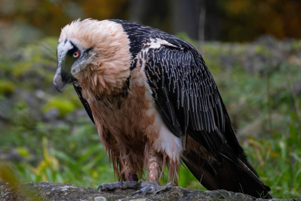 An endangered bearded vulture (Gypaetus barbatus) perched on a rock, South Africa