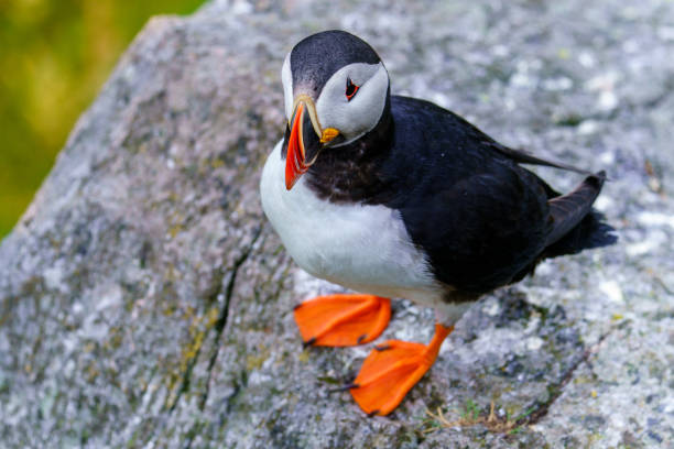istock Atlantic Puffin in Natural Habitat 2179735172