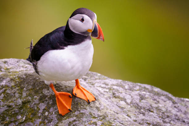 istock Atlantic Puffin in Natural Habitat 2179735323