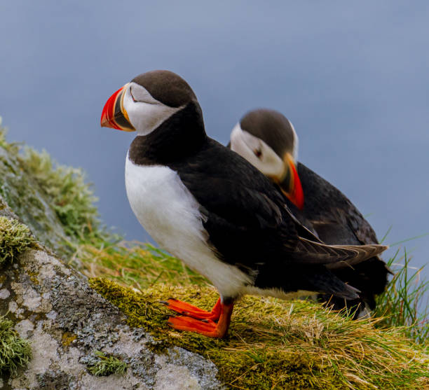 istock Atlantic Puffin in Natural Habitat 2179735408