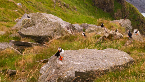 istock Atlantic Puffin in Natural Habitat 2179735450