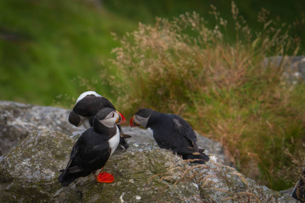 istock Atlantic Puffin in Natural Habitat 2179735491