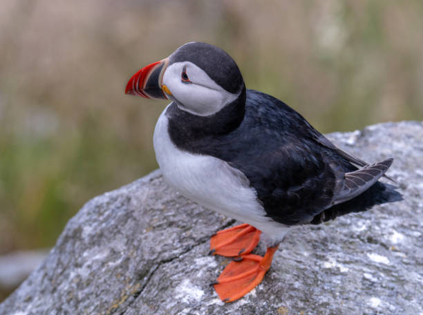 istock Atlantic Puffin in Natural Habitat 2179735525