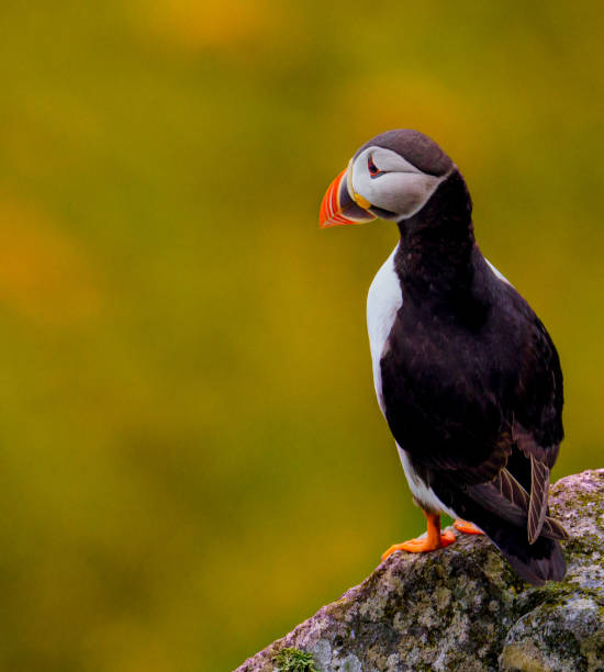 istock Atlantic Puffin in Natural Habitat 2179735537