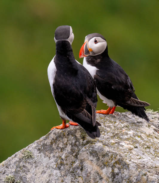 istock Atlantic Puffin in Natural Habitat 2179735544