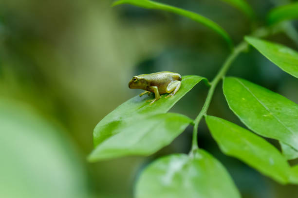 istock From tadpole to frog, the metamorphosis of a tiny Chinese tree frog. 2179736080