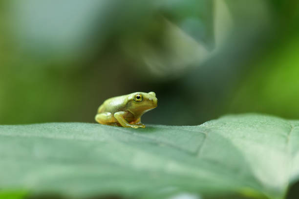 istock From tadpole to frog, the metamorphosis of a tiny Chinese tree frog. 2179736084