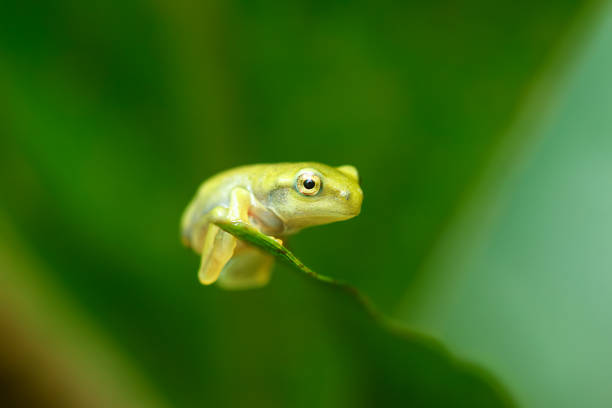 A recently metamorphosed Chinese tree frog (Hyla chinensis) perches on a green leaf. Its bright green skin and delicate features are clearly visible. New Taipei City, Taiwan.