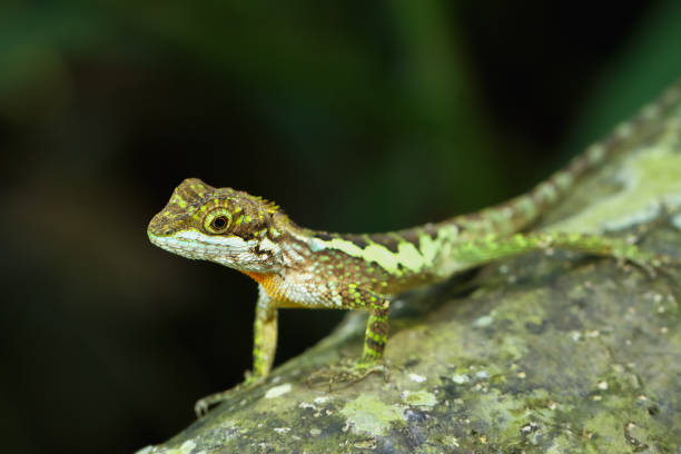 istock Vibrant Yellow-mouthed Japalura Lizard on a Rock. 2179736209