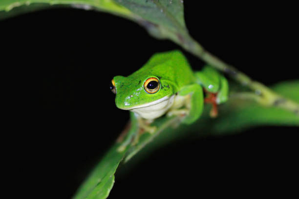istock Moltrecht's Tree Frog Perched on a Leaf at night, New Taipei City, Taiwan. 2179736312