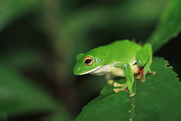 A vibrant green Moltrecht's tree frog(Zhangixalus moltrechti) clings to a broad leaf at night, its golden eyes contrasting against its smooth, spotted skin. New Taipei City, Taiwan.