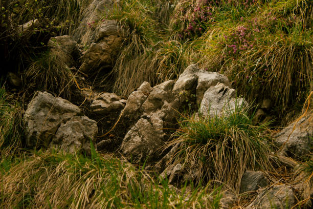 path to reach the top of the mountain on the summit of Cornizzolo, among woods, plants and plains