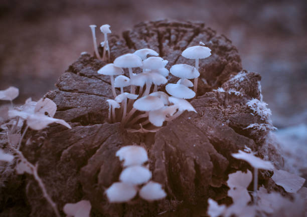 Close up photo of a mushroom in the forest against blurred background