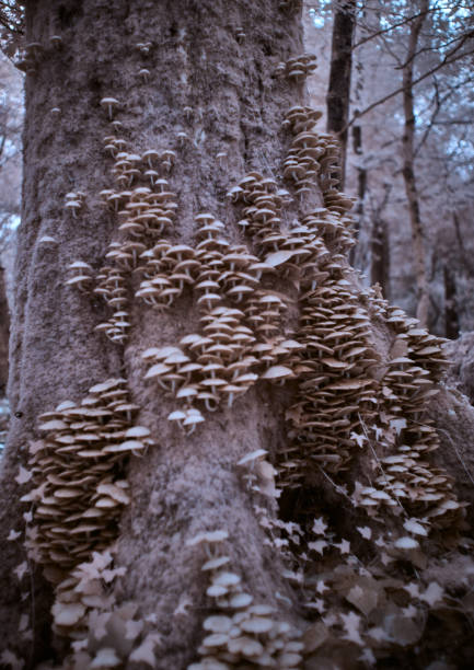 Fungus of the genus Mycena on the snow-covered forest floor