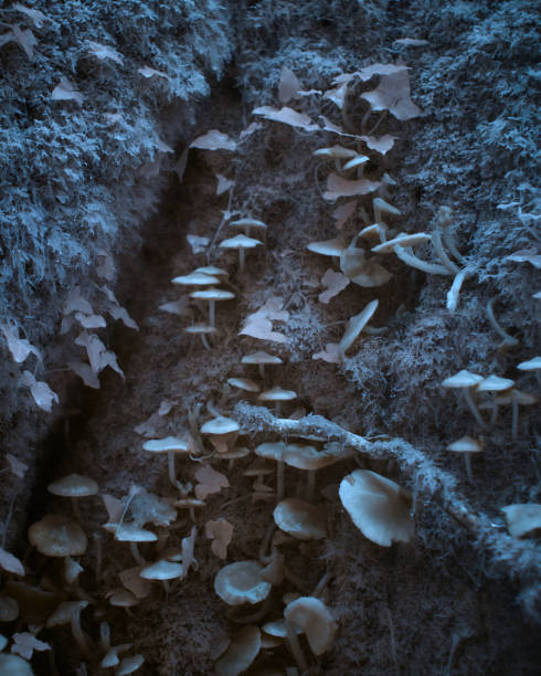 Infrared image of Fungus growing in a rotting tree stump. Bearacleave Woods, Dartmoor,  Devon