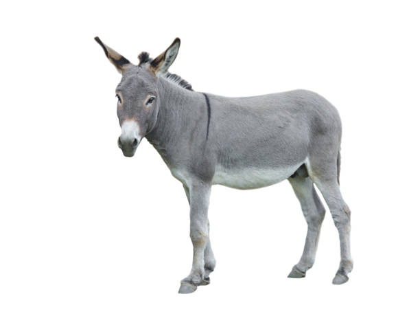 istock donkey house isolated on white background 2179738633