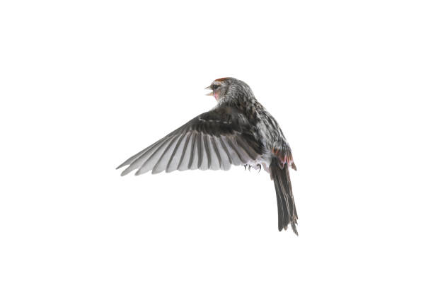 istock bird in flight  Common Redpoll isolated on white background 2179738639