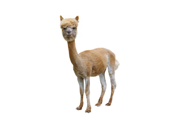 istock trimmed alpaca isolated on white background 2179738642