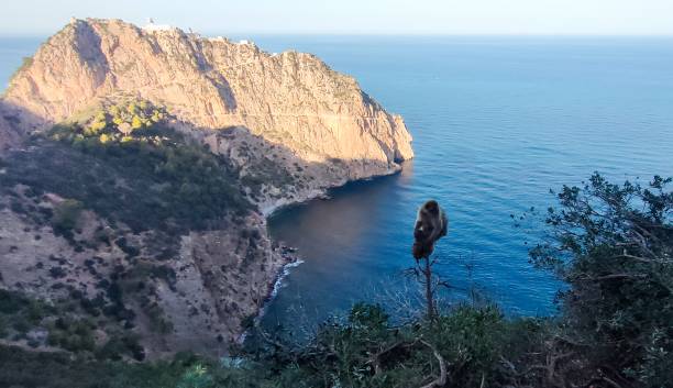 istock Wild nature in Bejaia 2179738800
