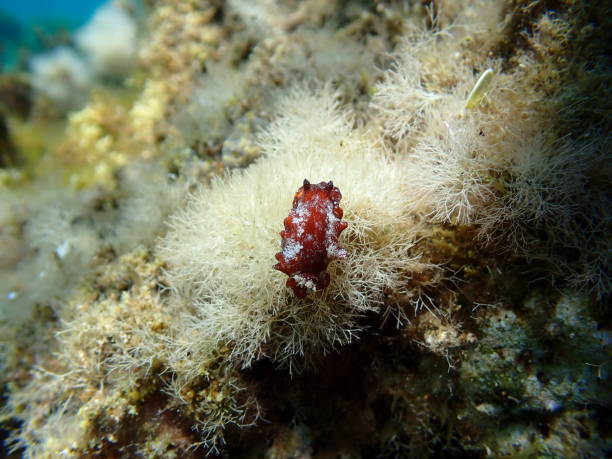 istock Redbrown leathery doris or redbrown nudibranch (Platydoris argo) undersea 2179739053