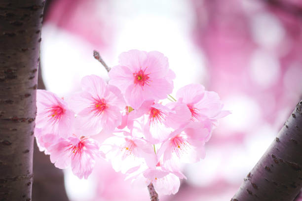 Close-up of cherry blossoms in full bloom, spring scenery with cherry blossoms