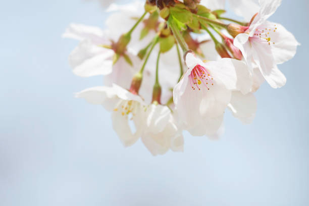 Close-up of cherry blossoms in full bloom, spring scenery with cherry blossoms