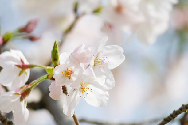 istock Close-up of cherry blossoms in full bloom, spring scenery with cherry blossoms 2179739518