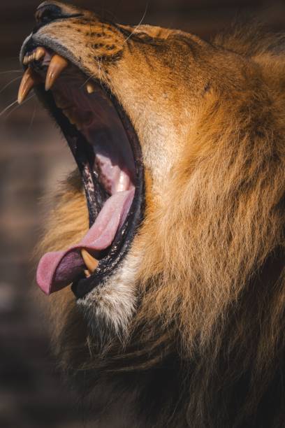 istock Lion Yawning Close-Up 2179740631