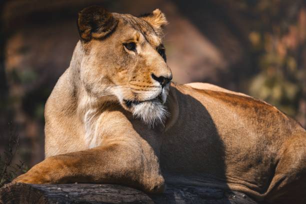 istock Majestic Lioness in Sunlight 2179740644