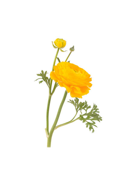 Ranunculus asiaticus, Persian buttercup yellow color