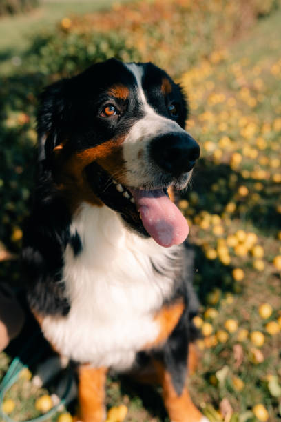 istock Bernese Mountain Dog standing in forest park 2179741436