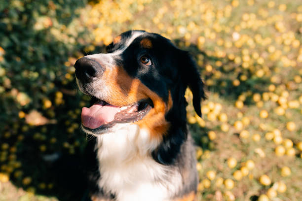Bernese Mountain Dog standing in forest park. High quality 4k footage