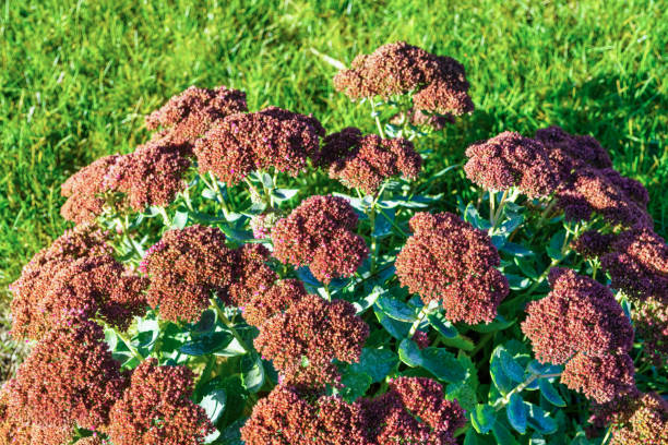 Autumn Plant Garden