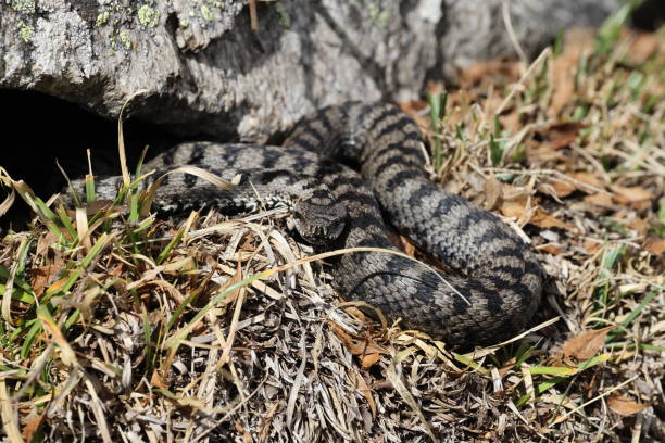istock Asp viper Vipera aspis Gran Paradiso National Park Italian Alps 2179741588