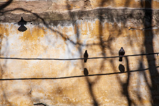 Doves landed on a cable in Alfama, casting shadows on a weathered wall, surrounded by the essence of Lisbon's charm.