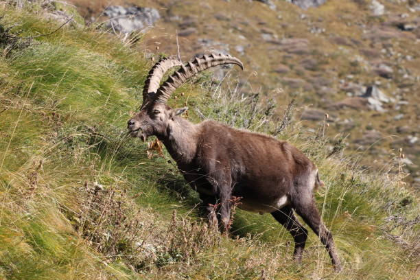 istock Alpine Ibex (Capra ibex ibex) Aosta Valley  Alps, Italy 2179742569